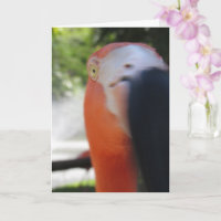 Tarjeta de saludo divertida Flamingo para cualquie