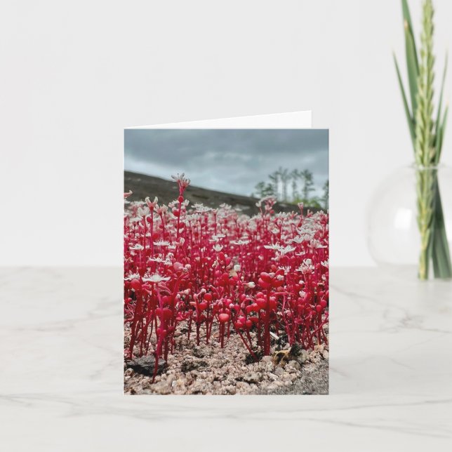 Tarjeta de saludo doblada con foto de una flor sil (Anverso)