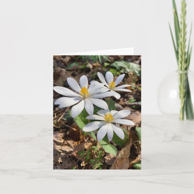 Tarjeta de saludo doblada con foto de una flor sil (Anverso)
