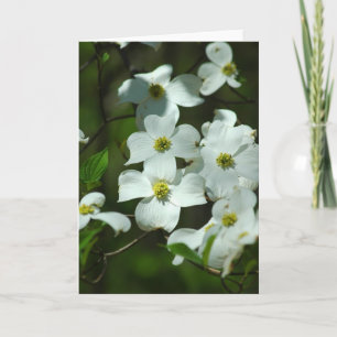 Tarjeta de saludo Dogwood Flowers