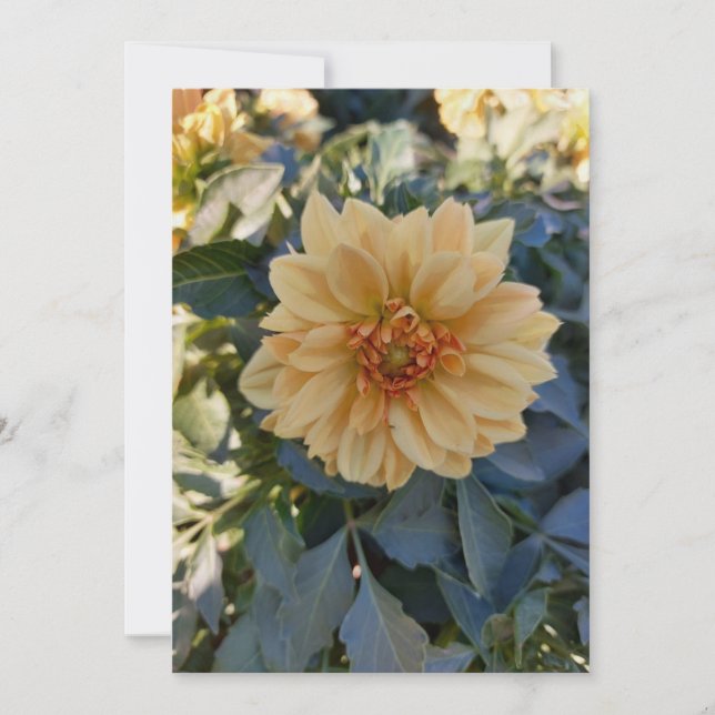 Tarjeta de saludo en blanco amarilla Dahlia Summer (Anverso)