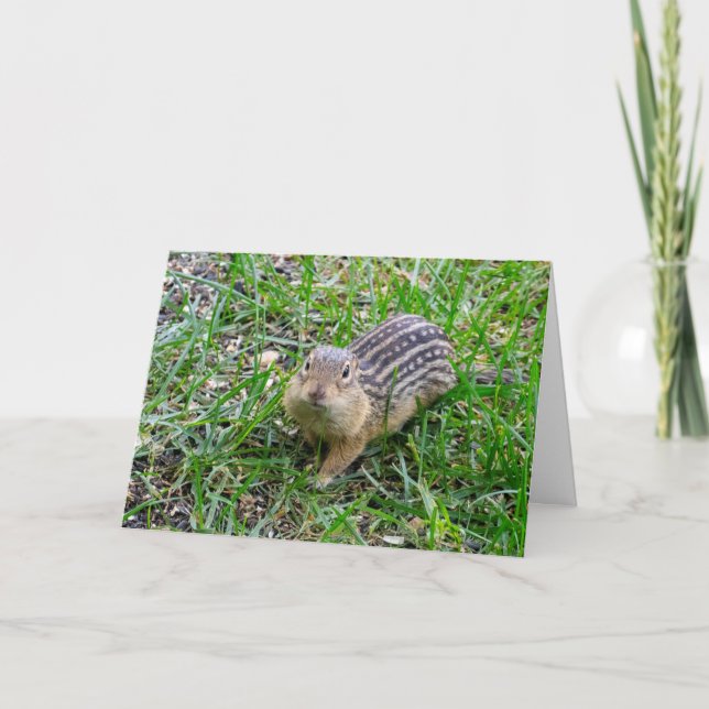 Tarjeta de saludo en blanco Ardilla terrestre (Anverso)