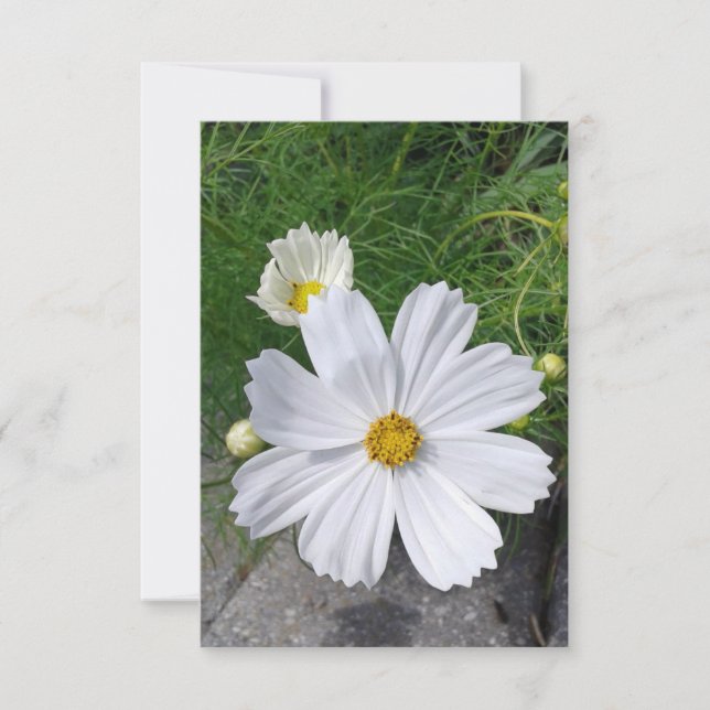 Tarjeta de saludo en blanco con flores de cosmos (Anverso)