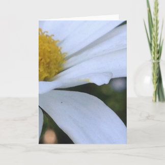 Tarjeta de saludo en blanco Daisy Closeup Blank
