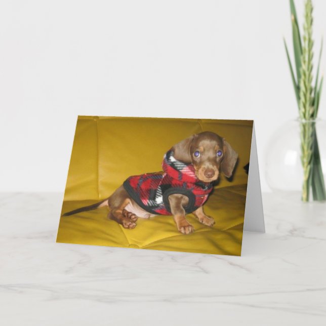Tarjeta de saludo en blanco de dachshund perrito (Anverso)