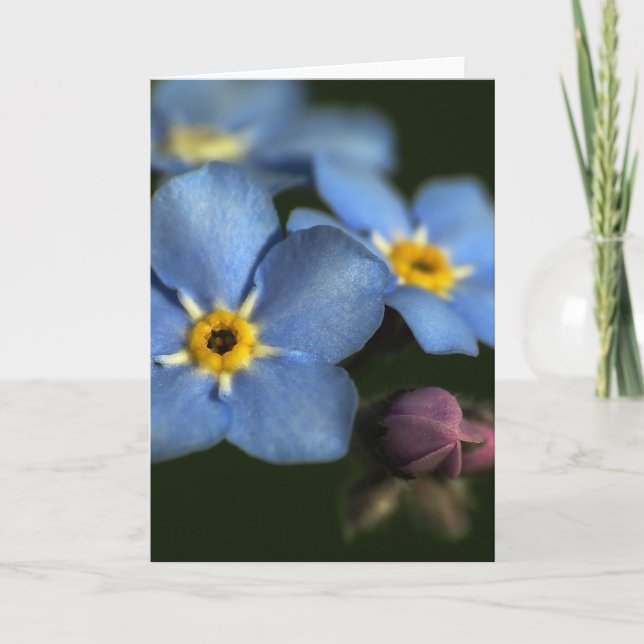 Tarjeta de saludo en blanco Forget-Me-Nots 3 (Anverso)