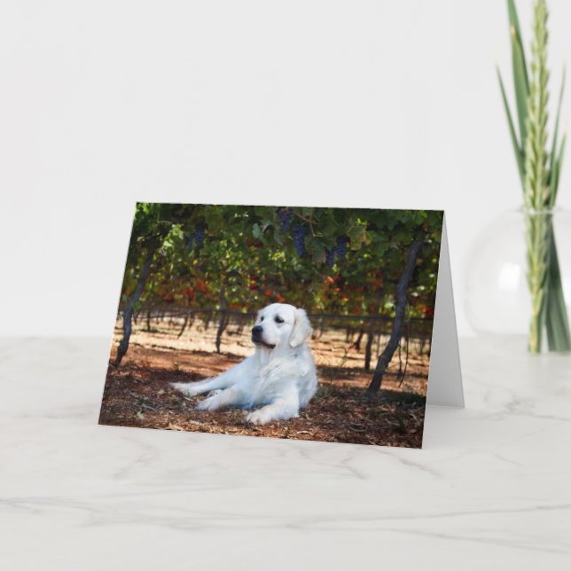 Tarjeta de saludo en blanco Golden Retriever (Anverso)