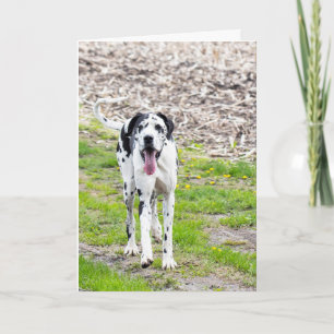 Tarjeta de saludo en blanco Great Dane