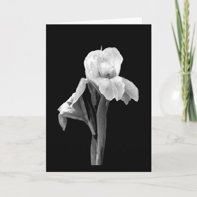Tarjeta de saludo en blanco 'Lirio con gotas de ll (Anverso)