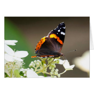 Tarjeta de saludo en blanco Mariposa del Almirante