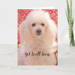 Tarjeta de saludo en blanco para caniche toy para 
