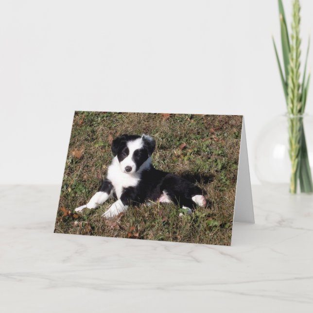 Tarjeta de saludo en blanco para retrato de perro  (Anverso)