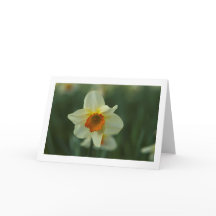 Tarjeta de saludo en blanco plegado de Daffodil ún