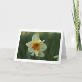 Tarjeta de saludo en blanco plegado de Daffodil ún