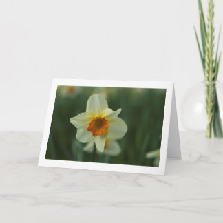 Tarjeta de saludo en blanco plegado de Daffodil ún
