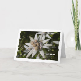 Tarjeta de saludo en blanco plegado de flor Edelwe