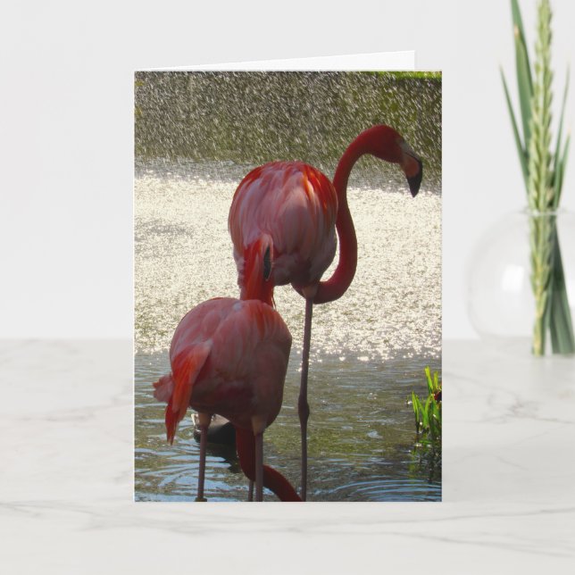 Tarjeta De Saludo Flamingo Para Cualquier Ocasión (Anverso)