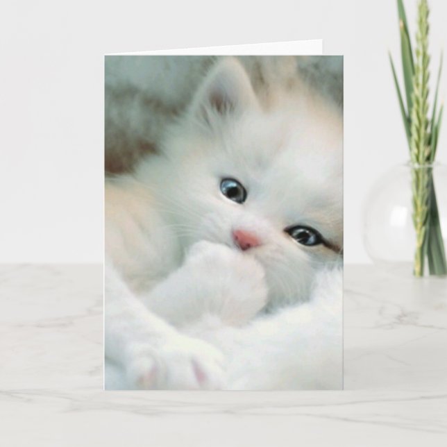 Tarjeta de saludo - Gatito blanco Fluffy (Anverso)
