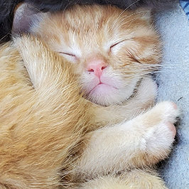 Tarjeta de saludo - Gatito durmiente