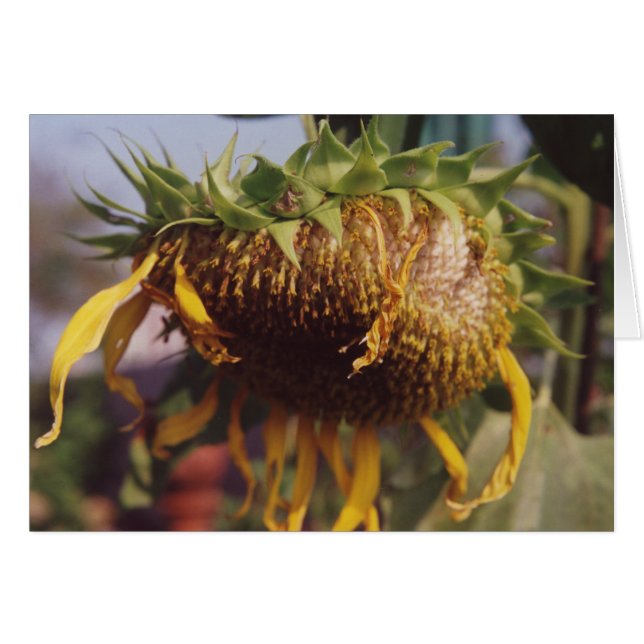 Tarjeta de saludo Gigante Sunflower Seeding Dying  (Anverso (Horizontal))