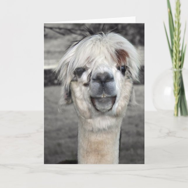 Tarjeta de saludo Goofy Llama (Anverso)