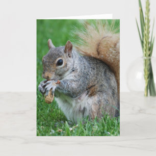 Tarjeta de saludo Gray Squirrel