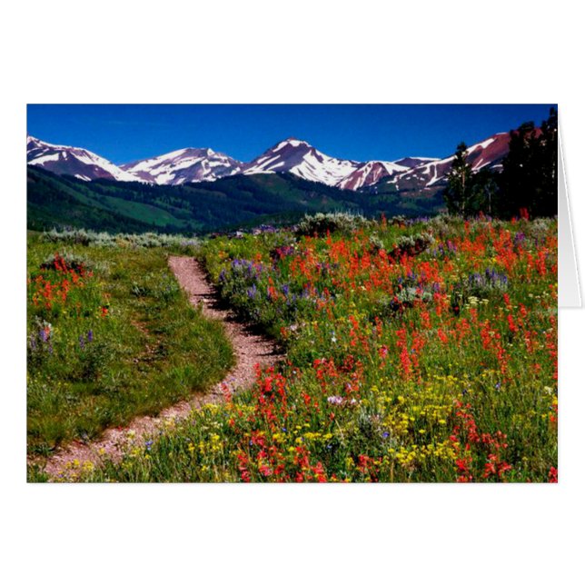 Tarjeta de saludo High Country Wildflower Meadow (Anverso (Horizontal))