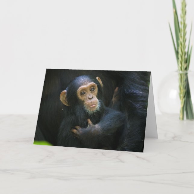 Tarjeta de saludo infantil Kibale Chimpanzee (Anverso)