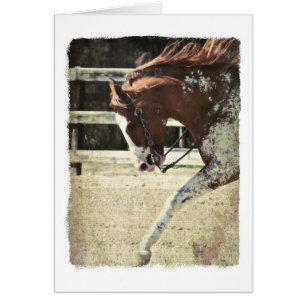 Tarjeta de saludo interior Pinto Horse Blank