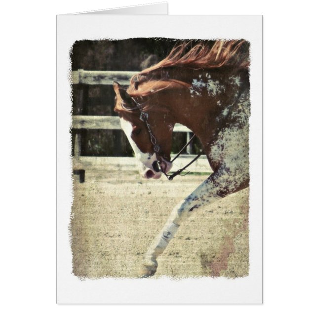 Tarjeta de saludo interior Pinto Horse Blank (Frente)