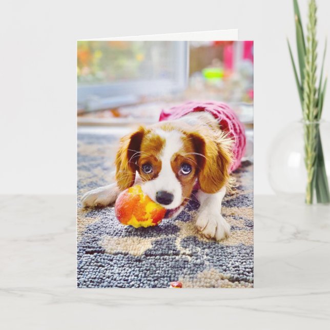 Tarjeta de saludo King Charles Cavalier Puppy Blan (Anverso)