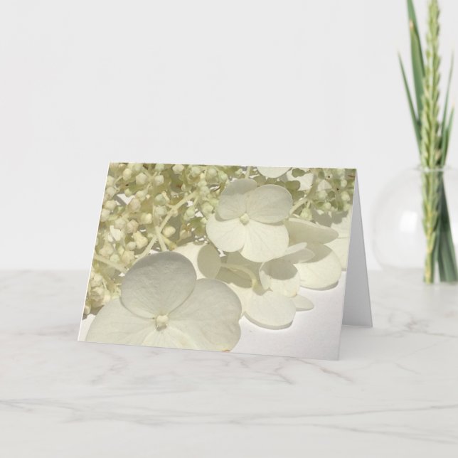 Tarjeta de saludo Lacecap White Hydrangea Flowers (Anverso)