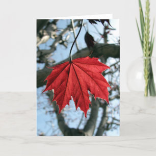Tarjeta de saludo Maple Leaf