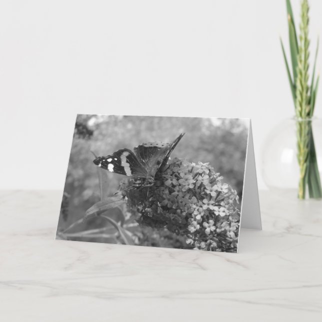 Tarjeta de saludo - Mariposa almirante en blanco y (Anverso)