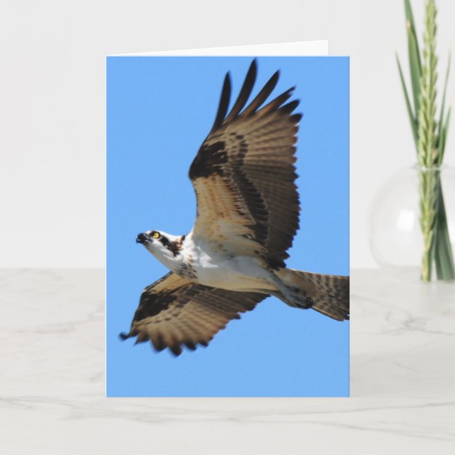 Tarjeta de saludo para aves Osprey (Anverso)