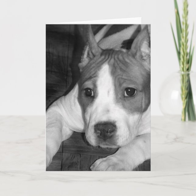 Tarjeta de saludo para cachorros Pitbull (Anverso)