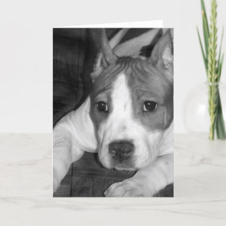 Tarjeta de saludo para cachorros Pitbull