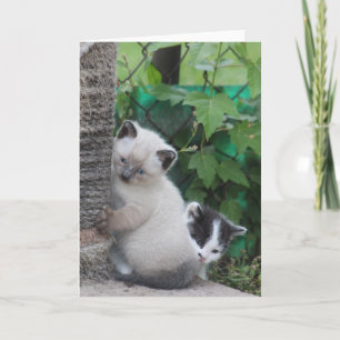 Tarjeta de saludo para gatitos
