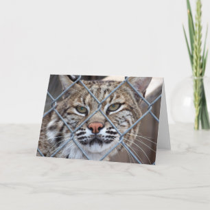 Tarjeta de saludo para gato Bobcat Lynx Wild