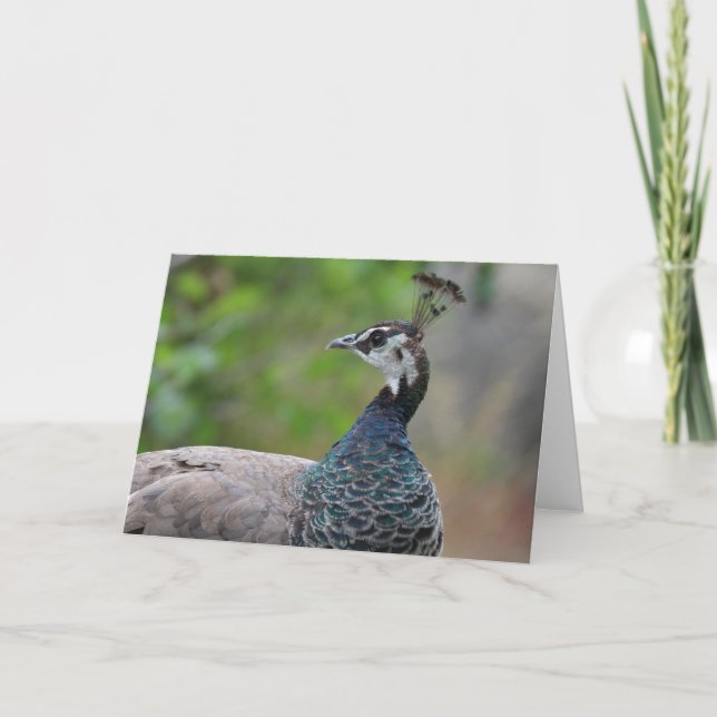 Tarjeta de saludo Peafowl (Anverso)