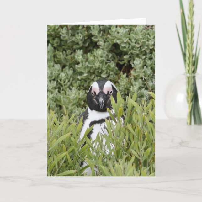 Tarjeta de saludo - Pingüino africano (Anverso)