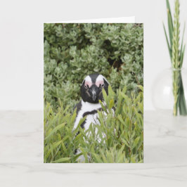 Tarjeta de saludo - Pingüino africano