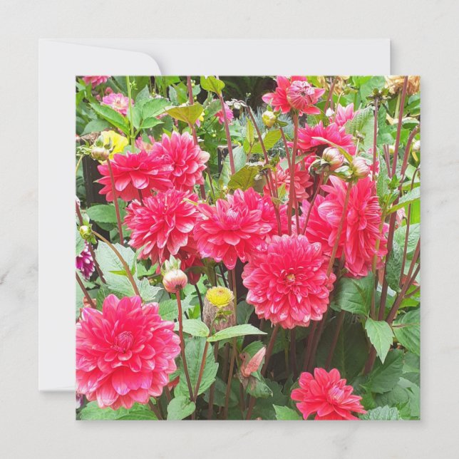 Tarjeta de saludo plana Dahlias Rosa Profundo (Anverso)