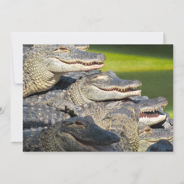 Tarjeta de saludo plana de los aligadores estadoun (Anverso)