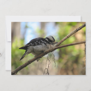 Tarjeta de saludo plana Downy Woodpecker