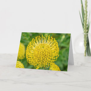 Tarjeta de saludo - Protea amarilla en Kirstenbosc
