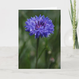 Tarjeta de saludo Purple Cornflower