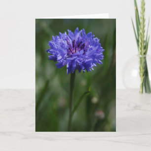 Tarjeta de saludo Purple Cornflower