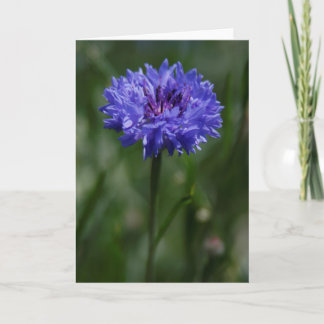 Tarjeta de saludo Purple Cornflower