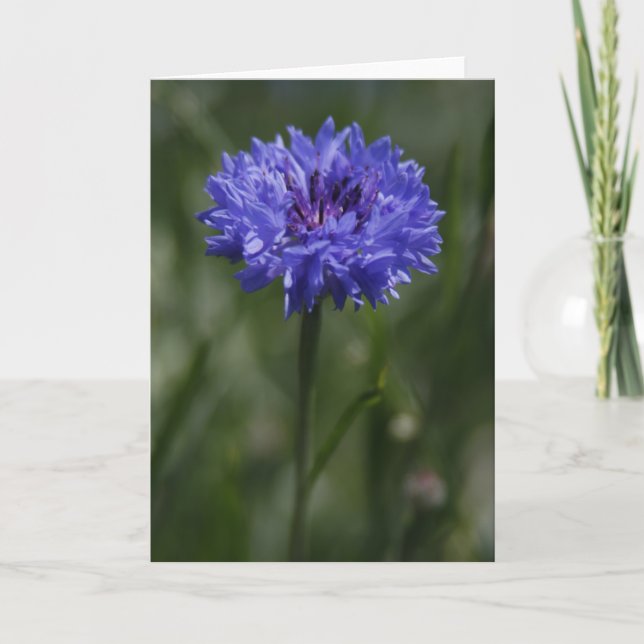 Tarjeta de saludo Purple Cornflower (Anverso)
